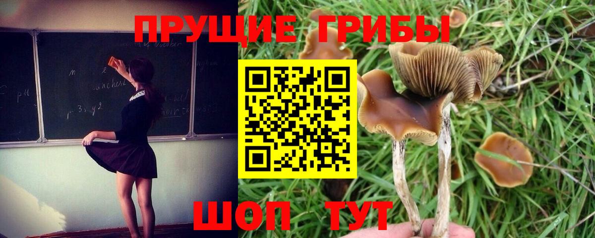 Псилоцибиновые грибы Cubensis  Вход с VPN  Вятские Поляны 